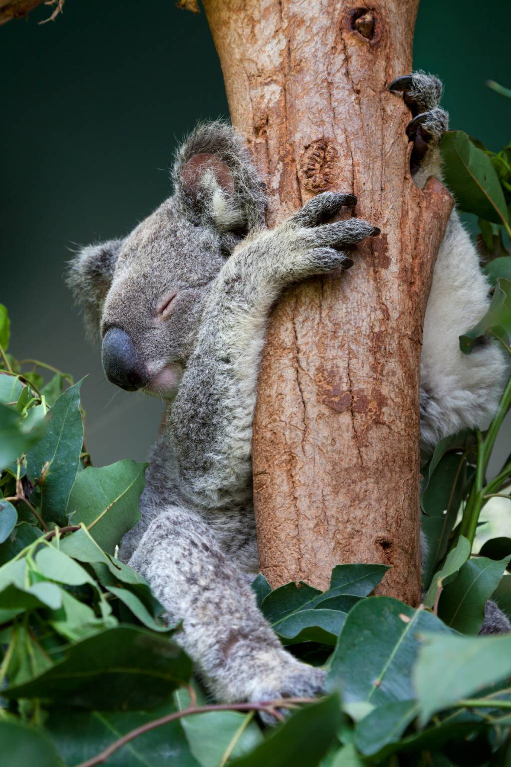 Koala hanging in the tree while sleeping