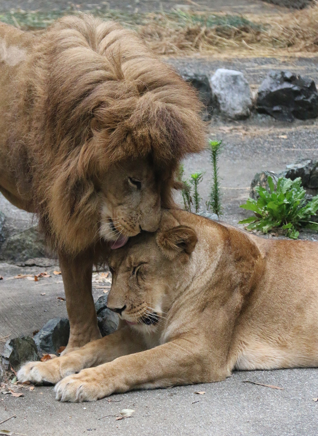 A good behaviour of lion