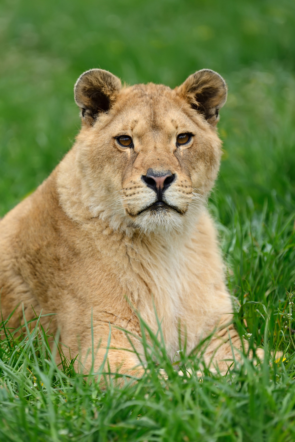 Lion sitting in a green grass