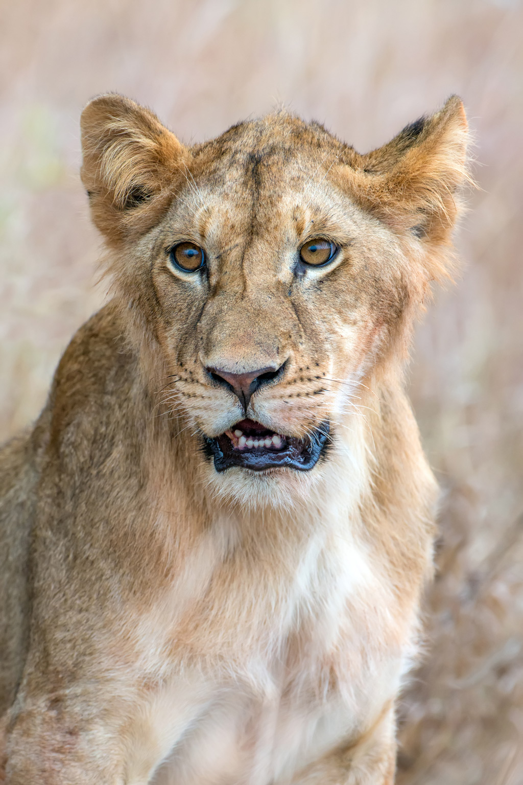 Baby lion portrait