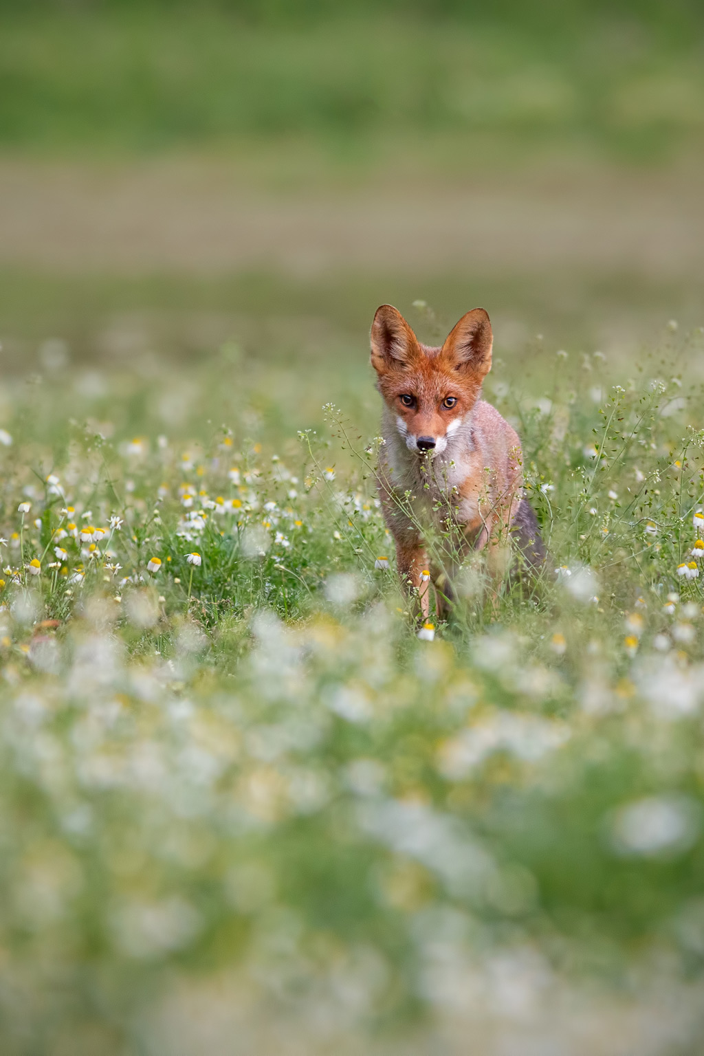 Red fox and flowers