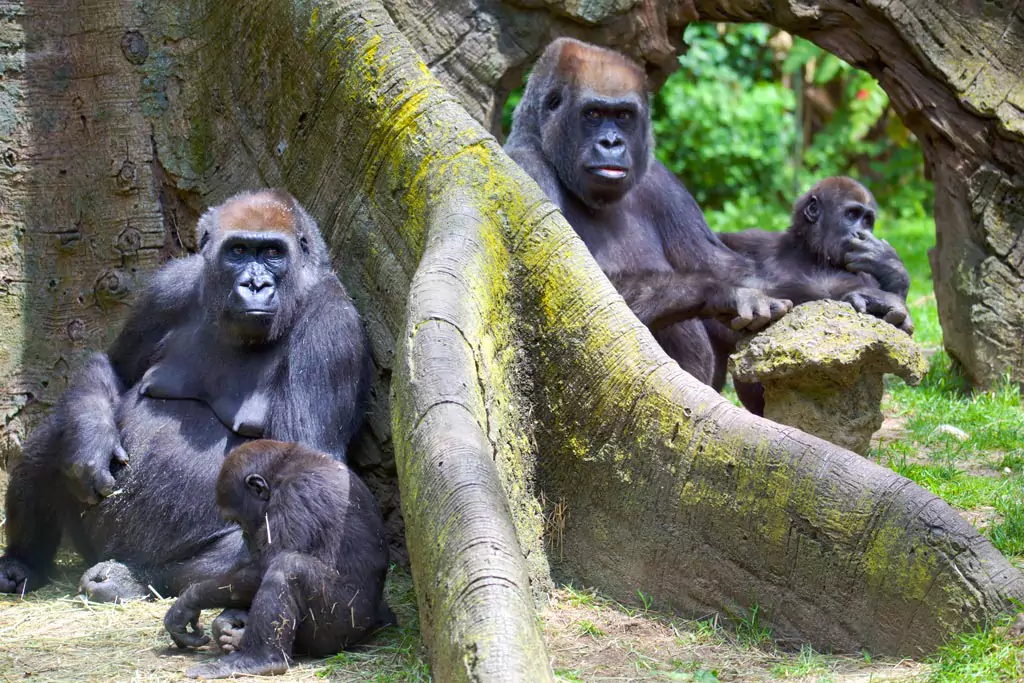 Gorilla interactions with females from other groups