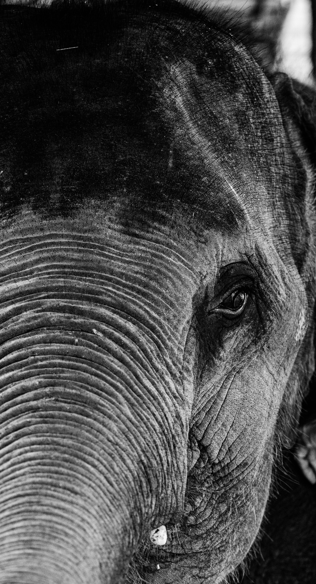 Black and white picture of an elephant