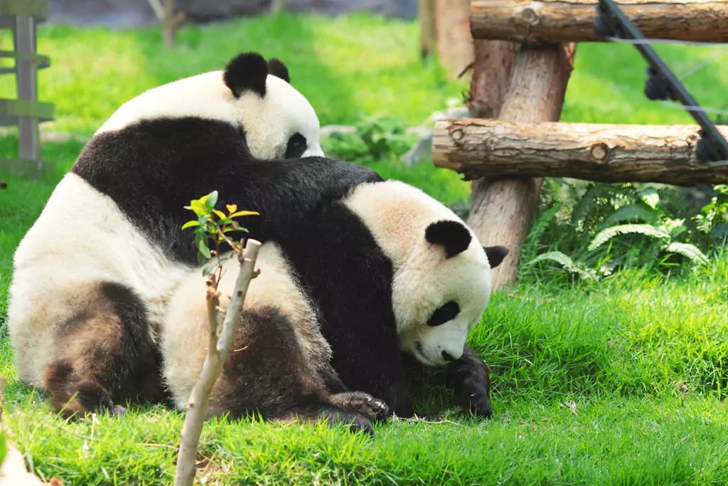 Panda playing with friends