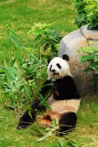 Panda playing with bamboo