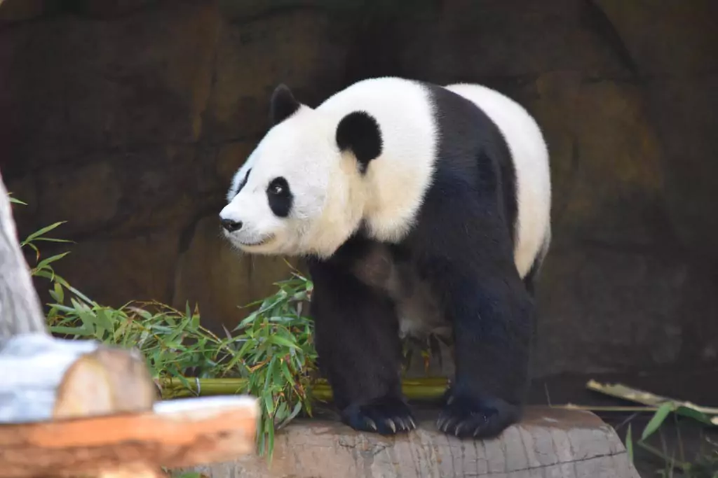 Giant panda in its natural habitat