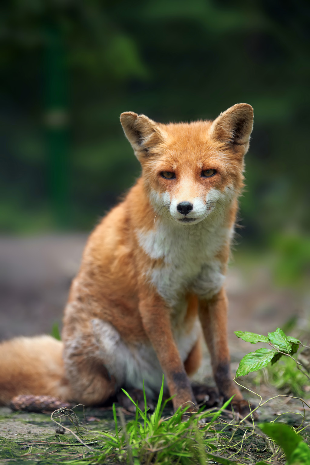 Red fox sitting in the jungle