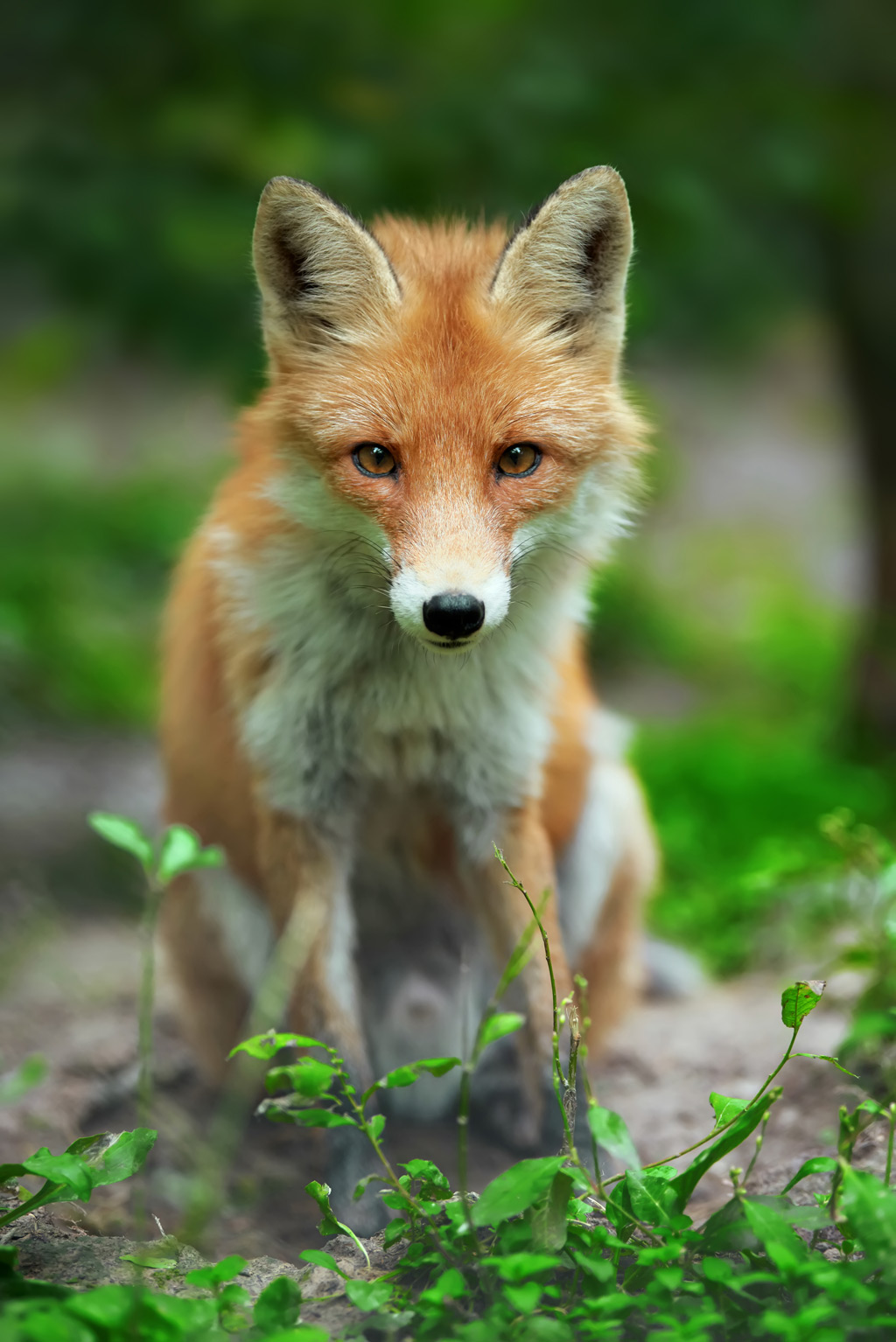A curious red fox