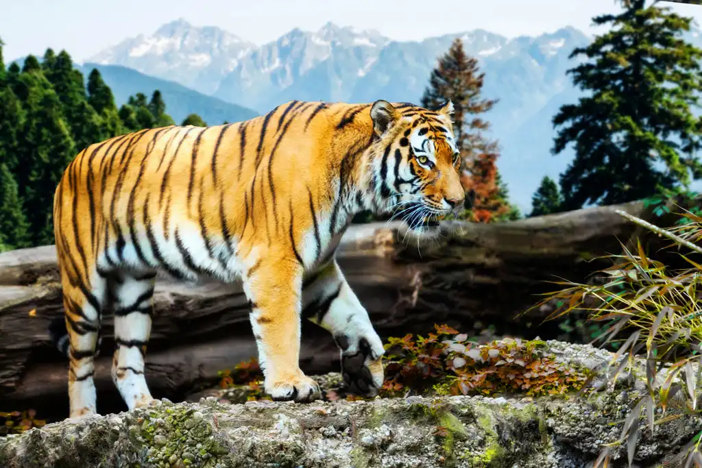 Tiger in the mountain