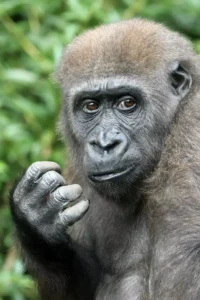 lowland gorilla closeup