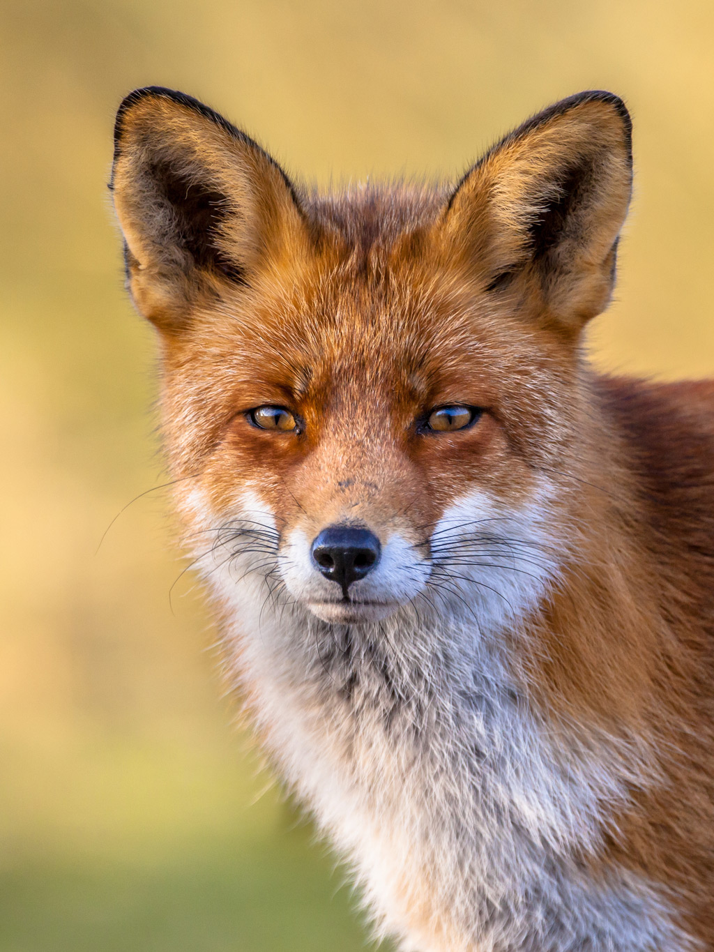 Sad face of a Red fox