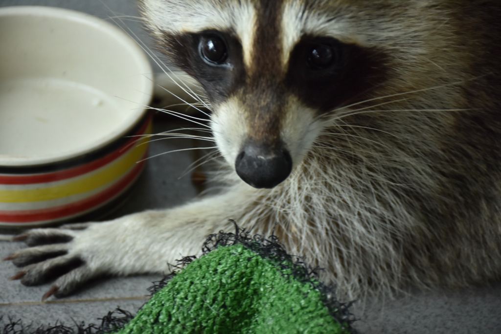 Raccoon finish eating