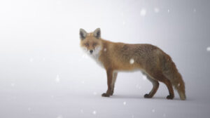 Red fox with a snow background