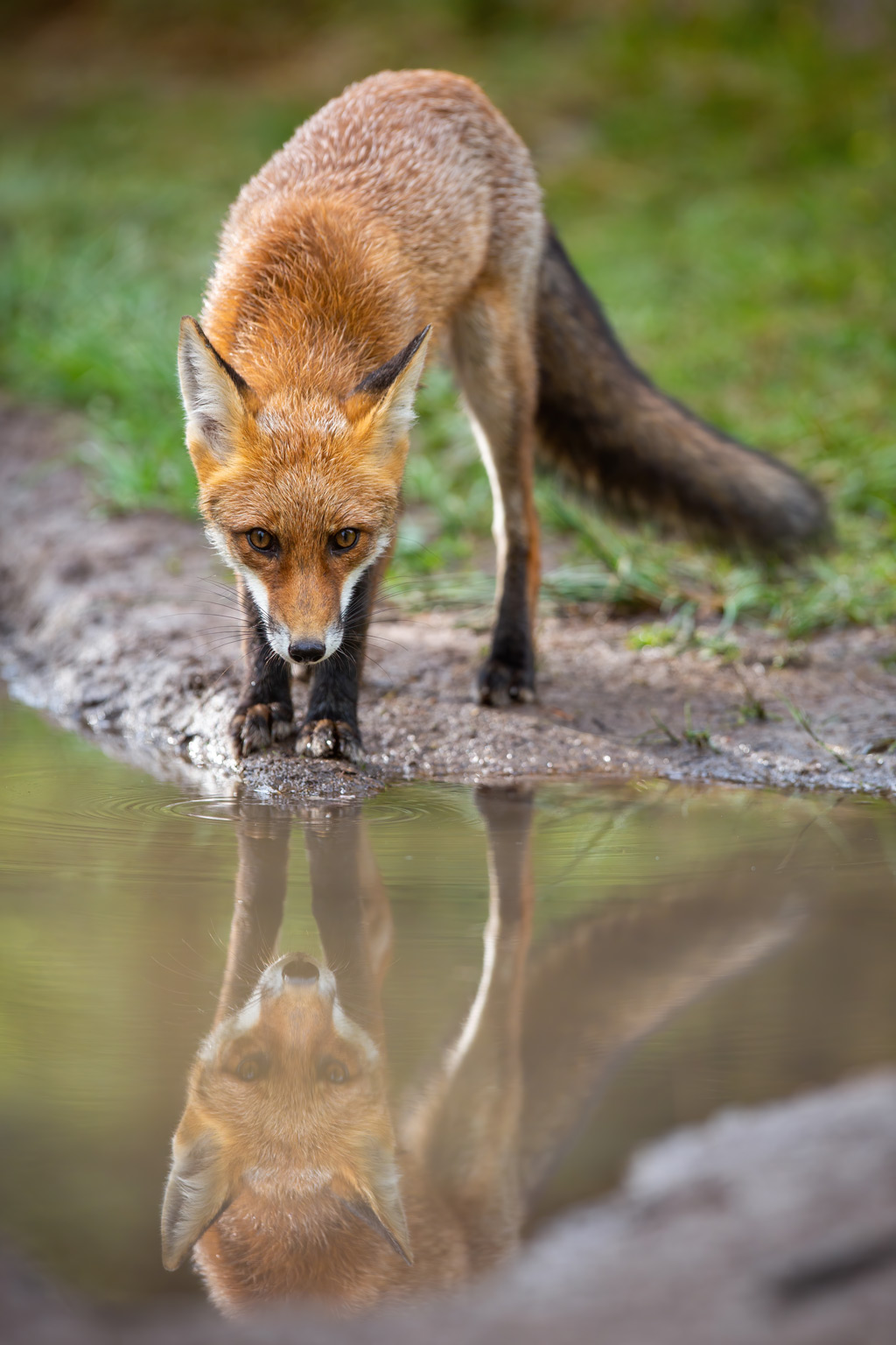 Red fox drinking water