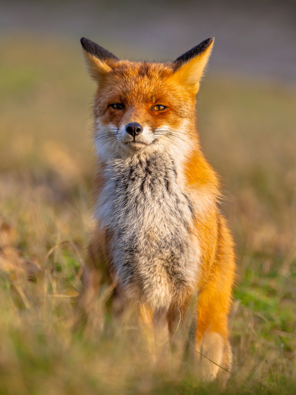 Fox in the desert