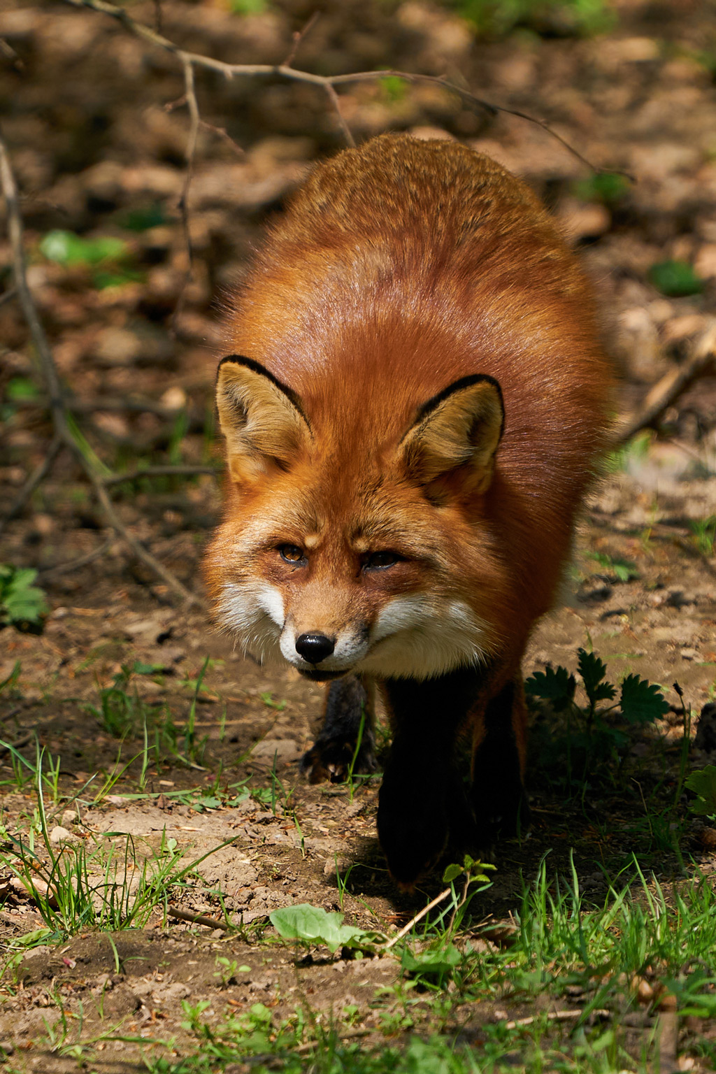 Red fox looking up