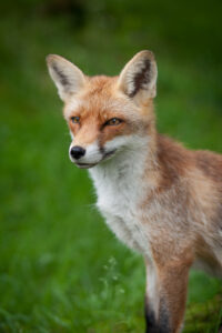 Red fox in a green grass background