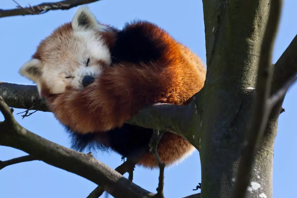 Panda resting on a tree branch