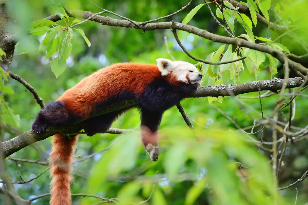 Panda hanging in the branch of a tree