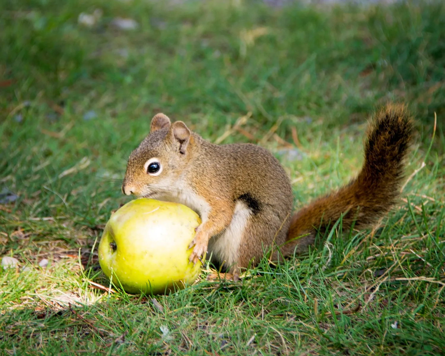 Red squirrel with green granny smith apple