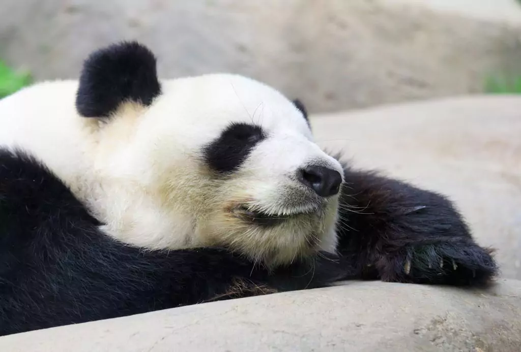Another sleeping panda