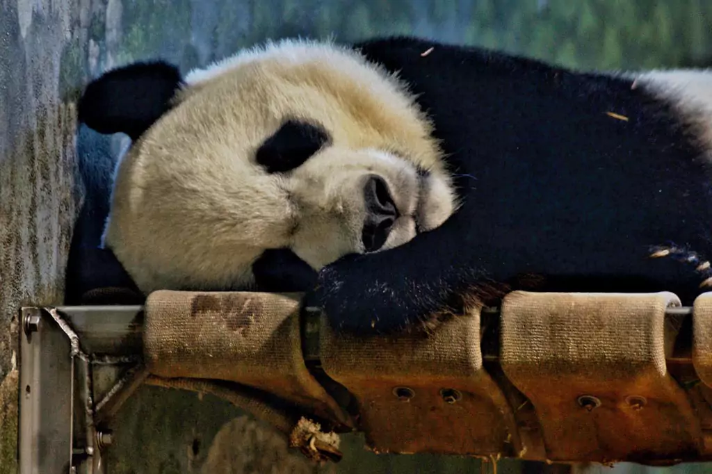 A sleeping panda