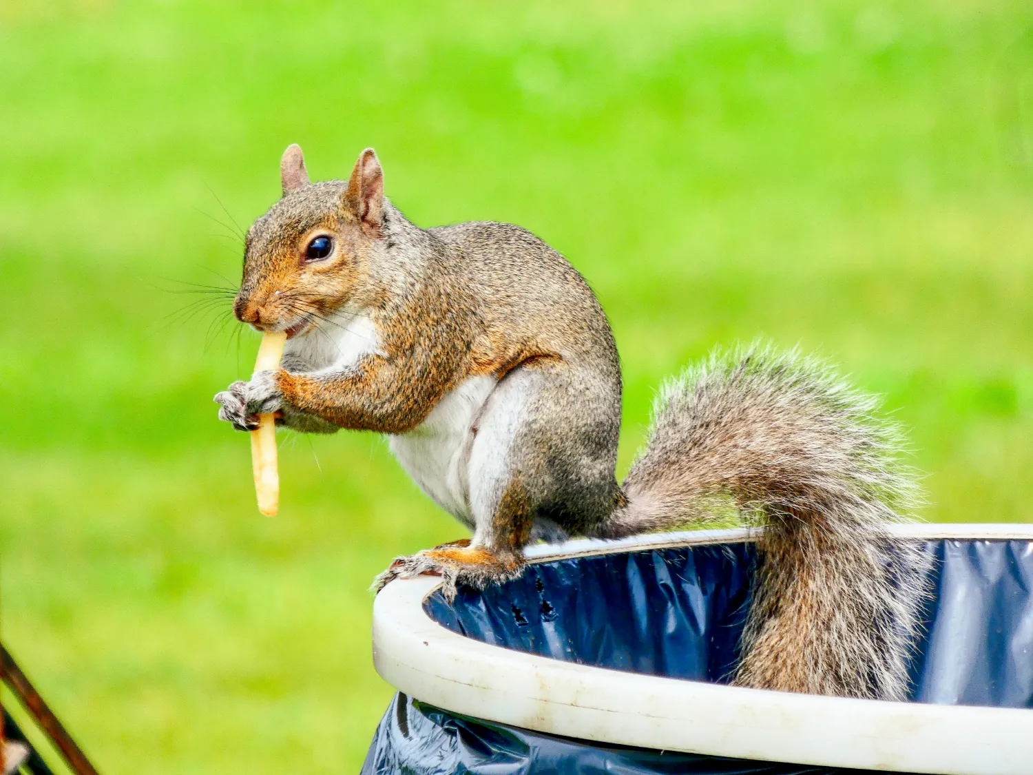 Squirrel eating a french fry