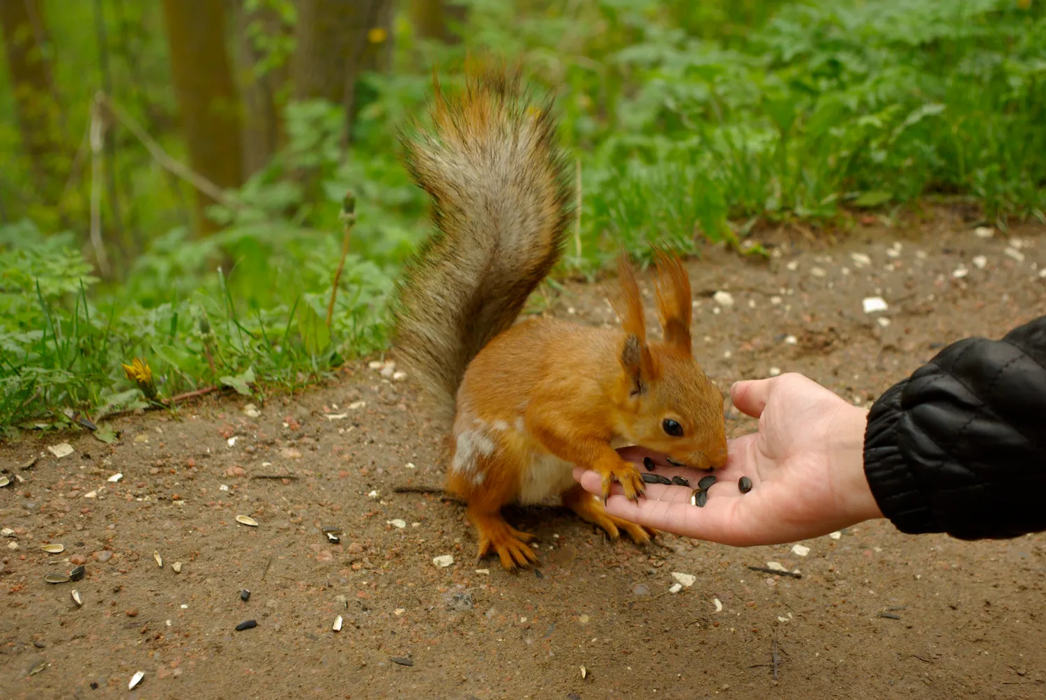 Squirrel eats sunflower seeds from a hand