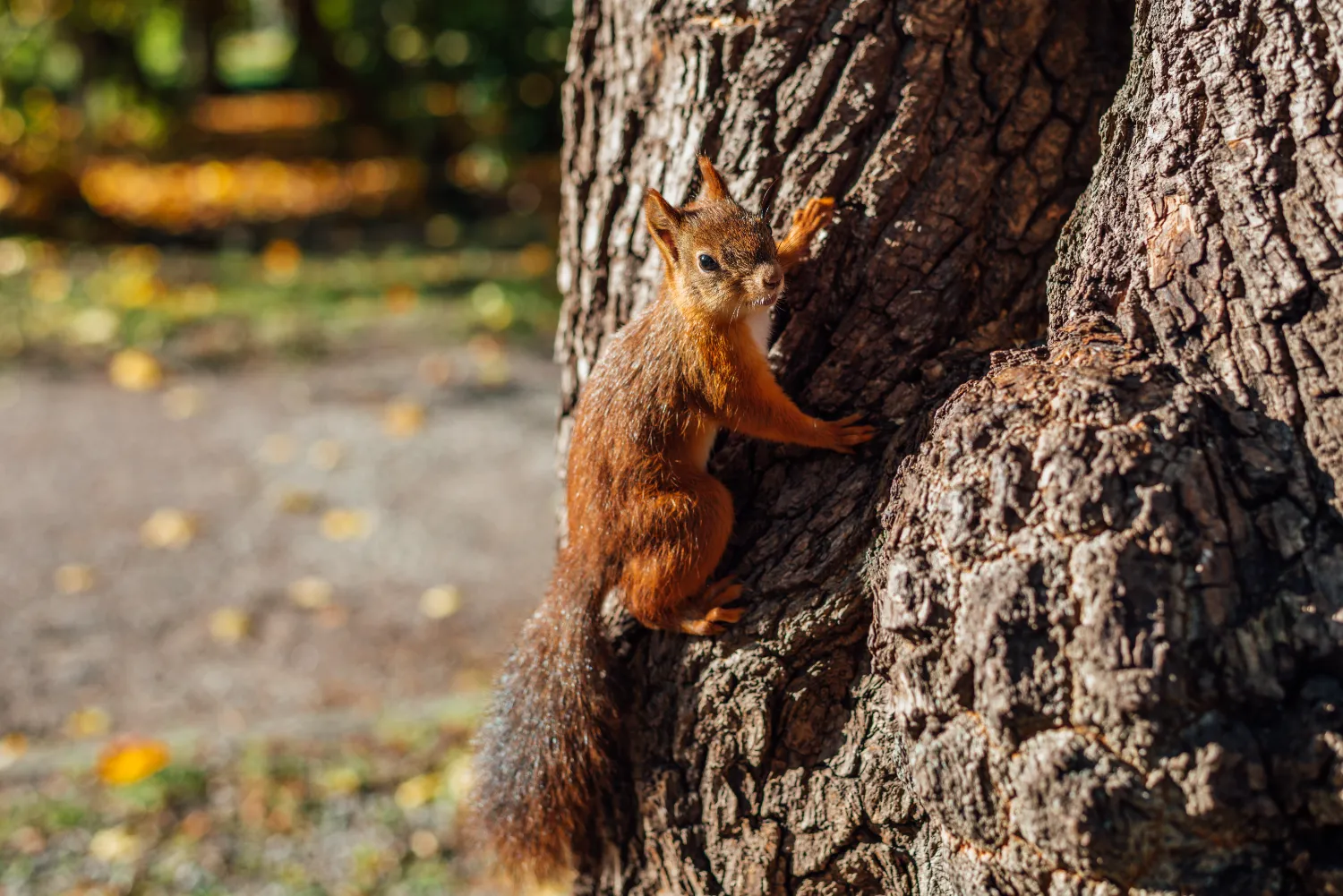 Squirrel on tree in park
