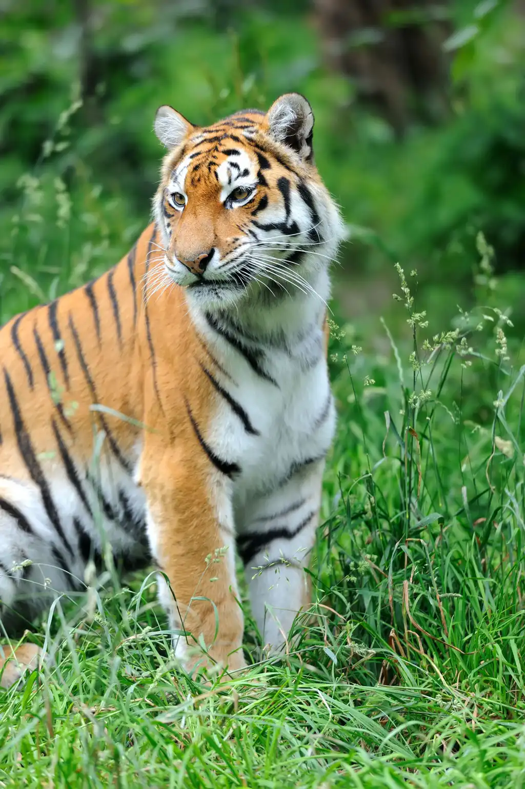 Tiger in a green grass