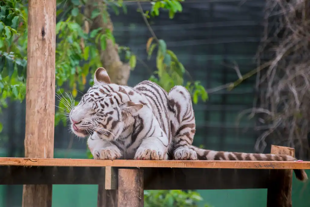 A white stripe tiger