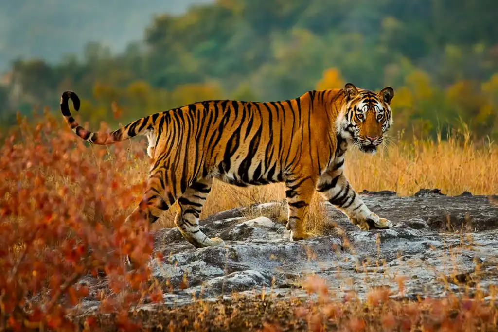 Tiger in the dense forest