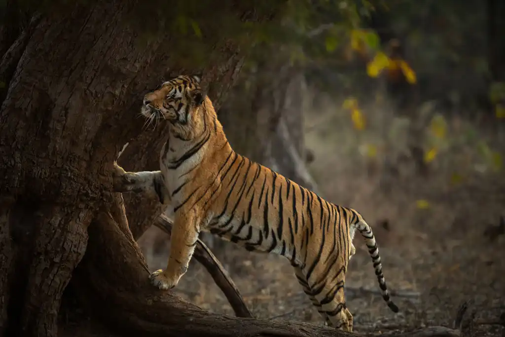 Tiger behind the tree
