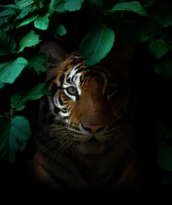 Tiger is hiding in the dark
