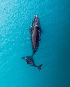 top view shot of humpback whale