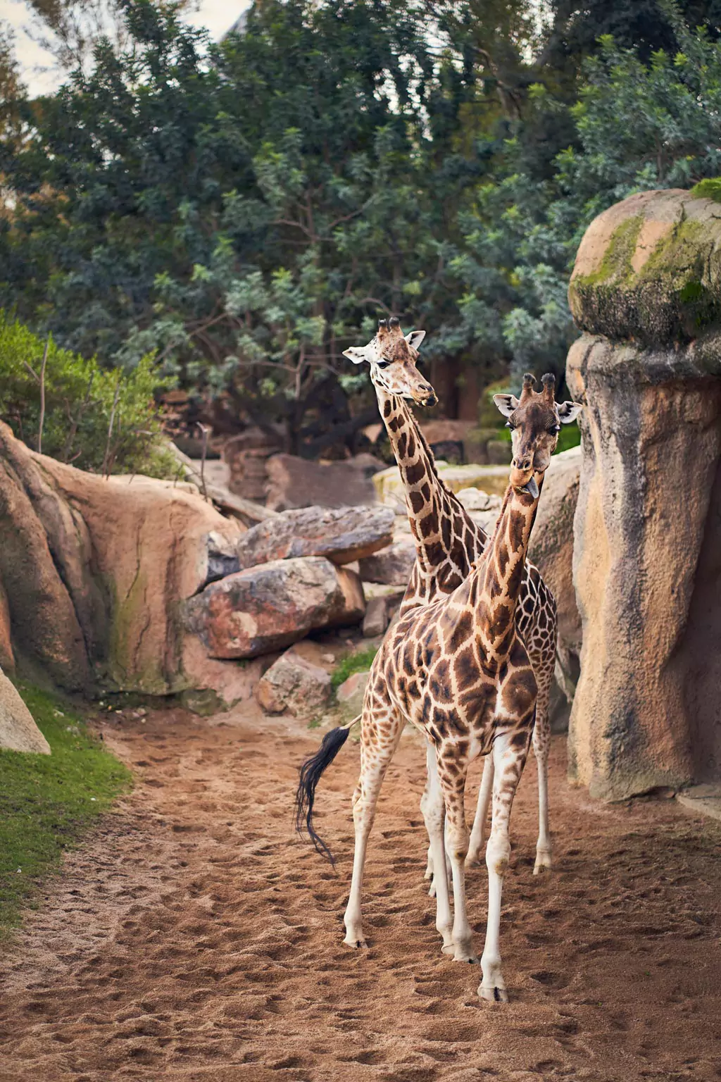 Giraffe side by side