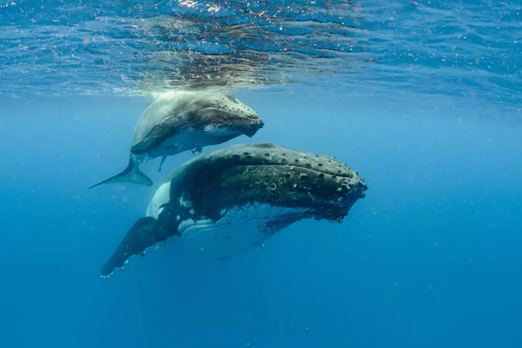 underwater shot of humback whales