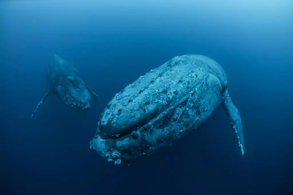 humpback whale migration