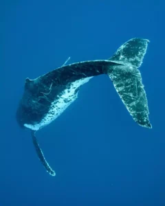 back view of humpback whale