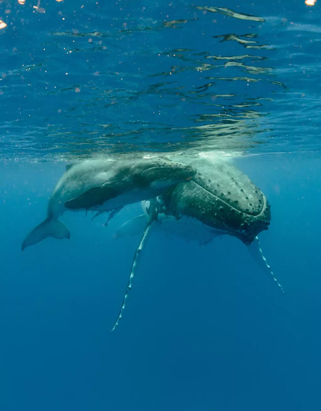 Humpback whale during feeding season