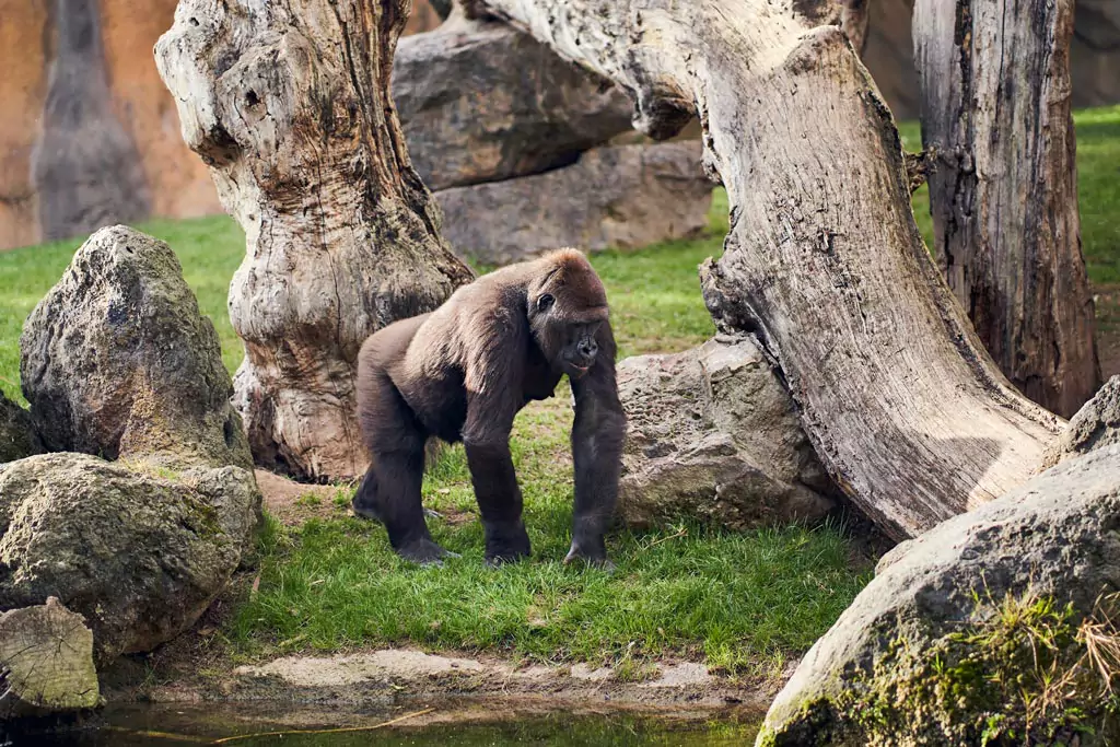 Gorilla foraging in the forest