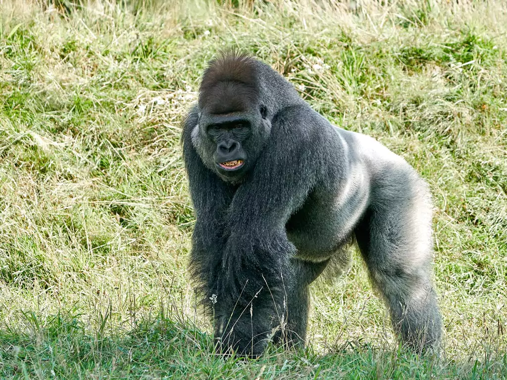 Dominant silverback gorilla
