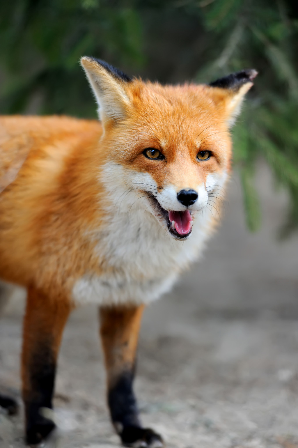 Rex fox smiling