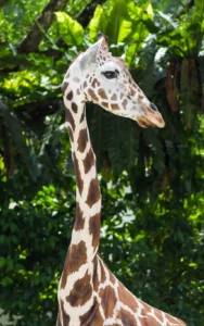 Giraffe long leg