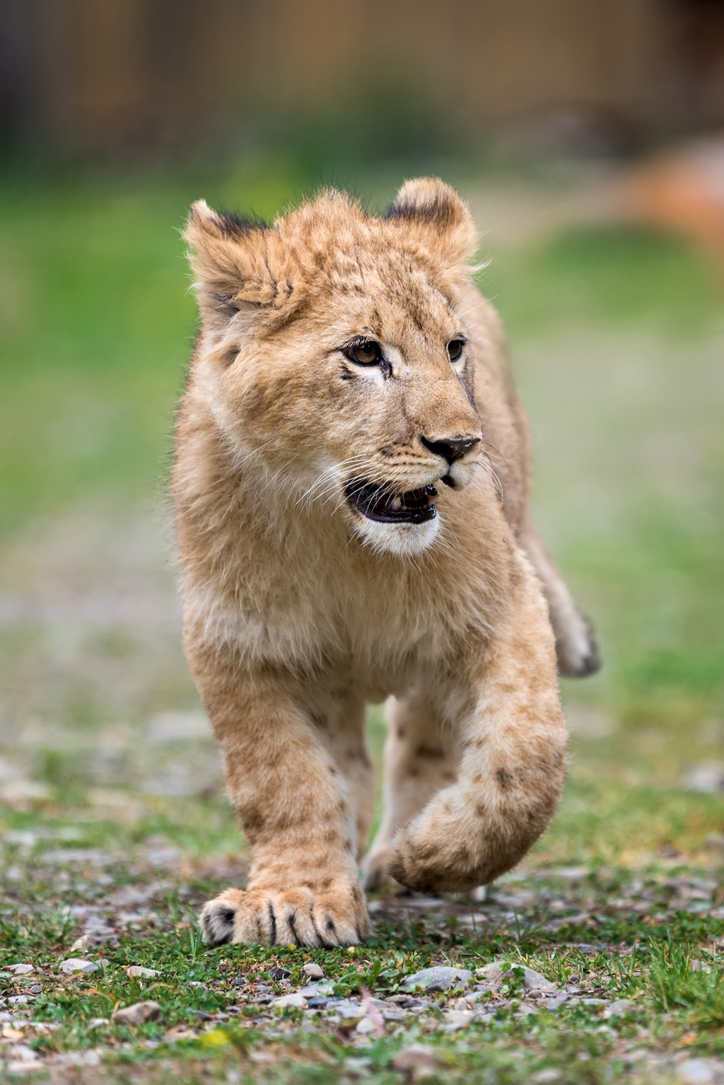 A kid lion walking