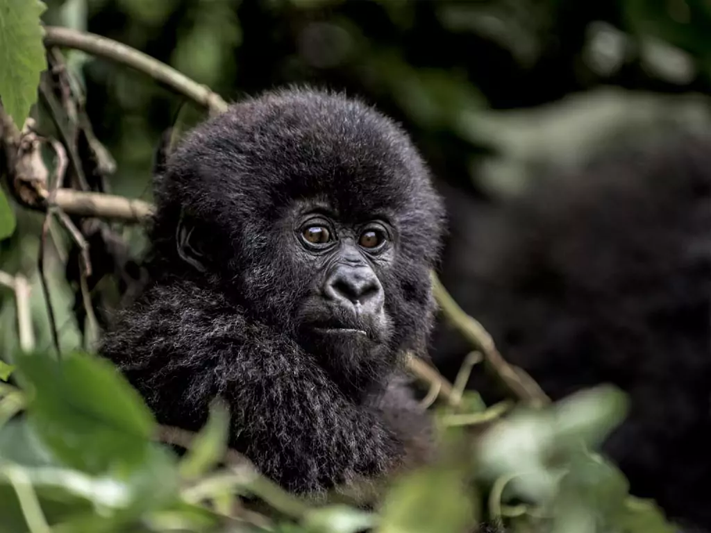 young mountain gorilla