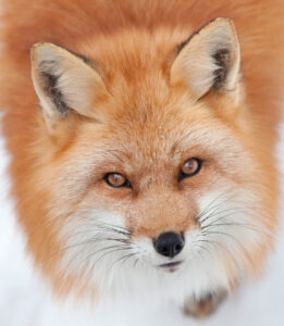 Red fox looking up at the camera