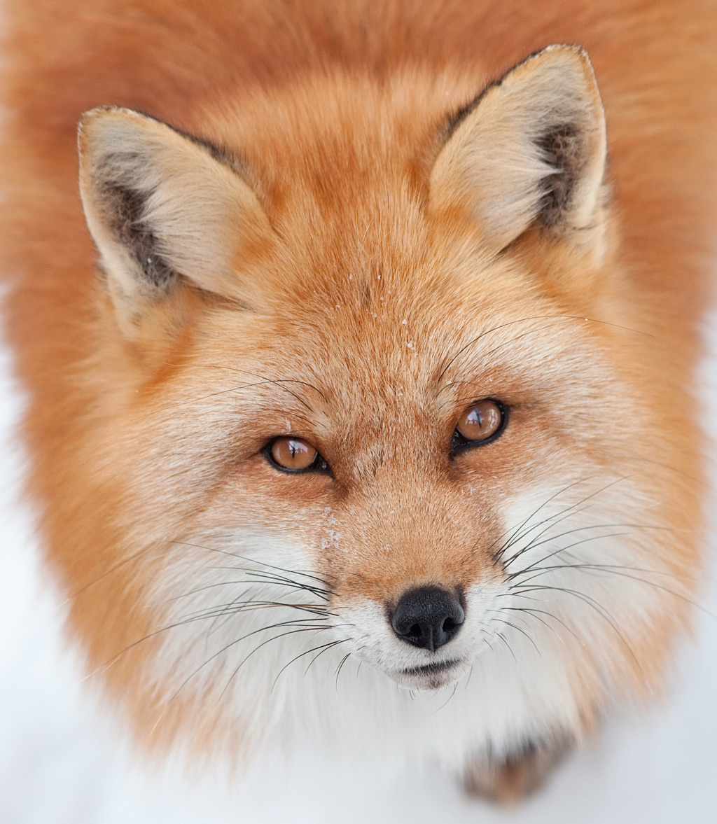 Red fox looking in the sky